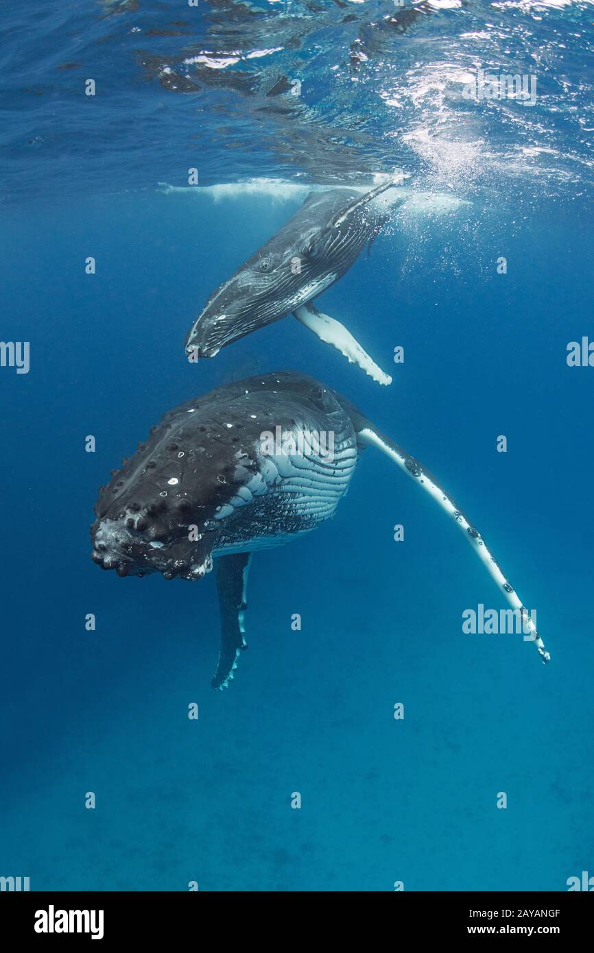 Mère et veau de baleine à bosse, Megaptera novaeangliae, près de l'île Nomuka, groupe Ha'apai, Royaume des Tonga, Pacifique Sud Banque D'Images
