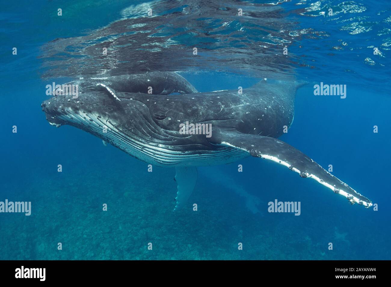 Veau de baleine à bosse, en tête de mère, Megaptera novaeangliae, près de l'île Nomuka, groupe Ha'apai, Royaume des Tonga, Pacifique Sud Banque D'Images