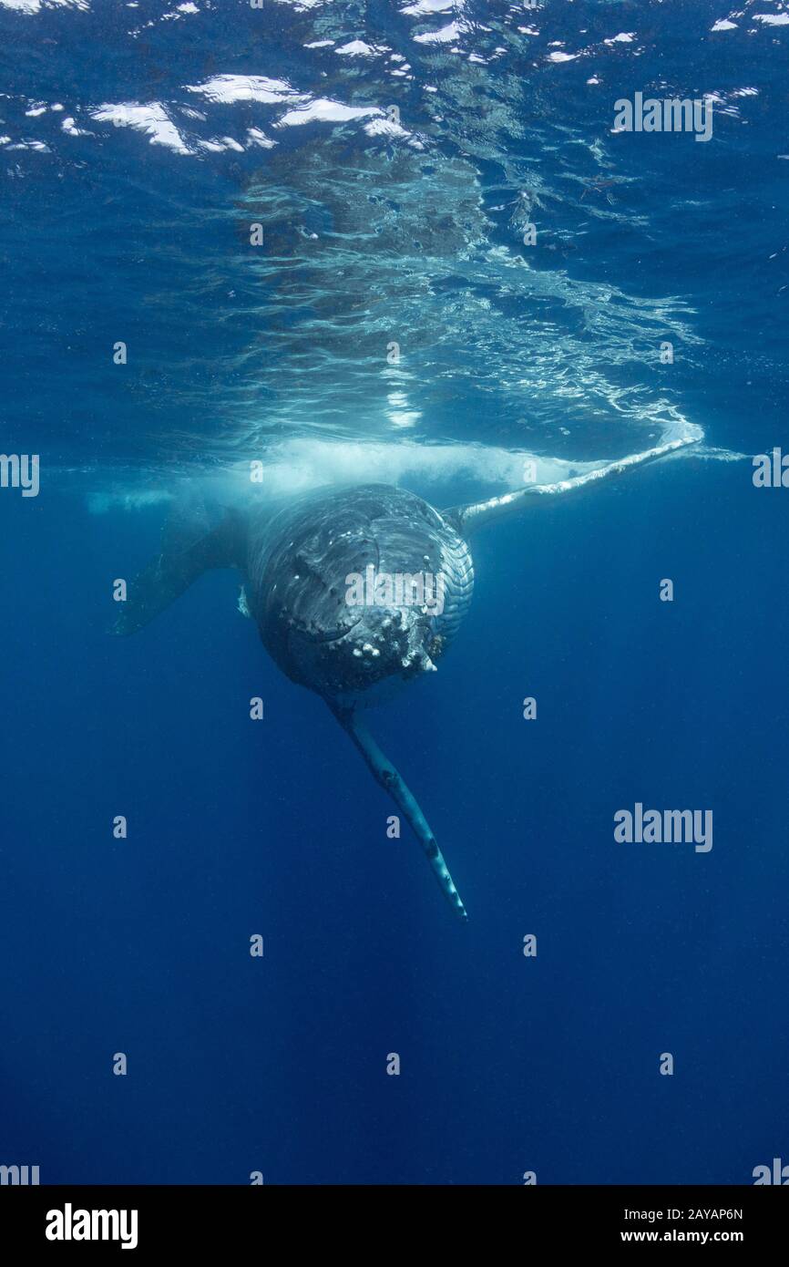 Baleine à bosse, Megaptera novaeangliae, jeune homme approchant la caméra, groupe Nomuka, îles Ha'apai, Royaume des Tonga, Pacifique Sud Banque D'Images