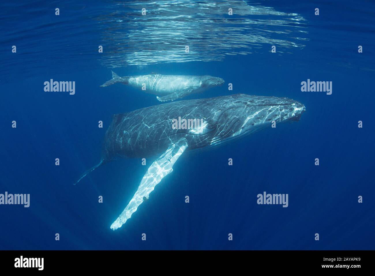 Mère et veau de baleine à bosse, Megaptera novaeangliae, près de l'île Nomuka, groupe Ha'apai, Royaume des Tonga, Pacifique Sud Banque D'Images