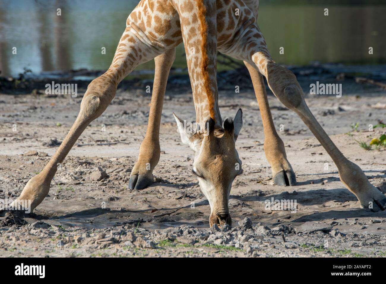 Gros plan d'une girafe du sud (giraffa giraffa) de l'eau potable d'une flaque dans la région des plaines de Gomoti, concession communautaire, au bord de la TH Banque D'Images