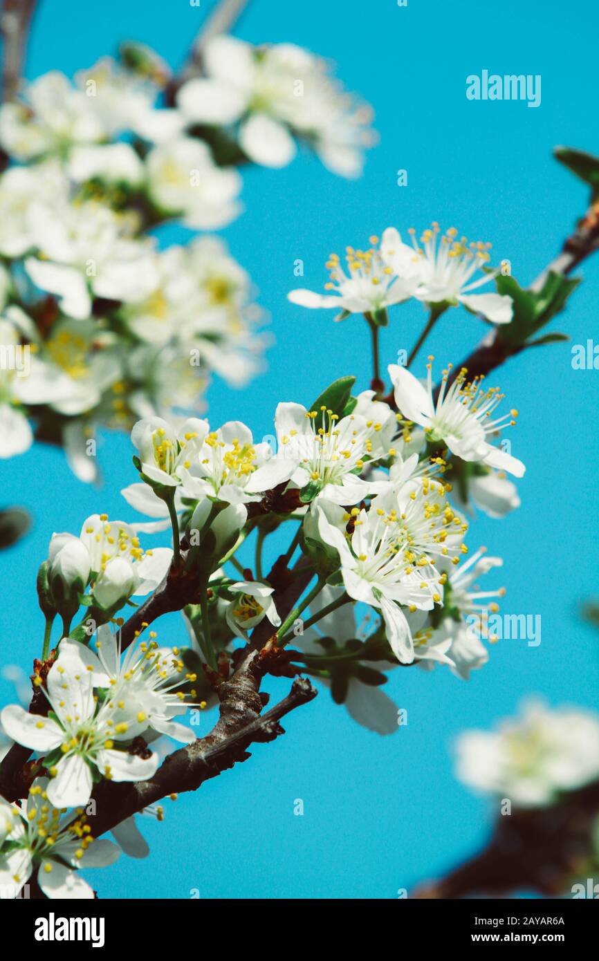 Un blooming cherry tree branch Banque D'Images