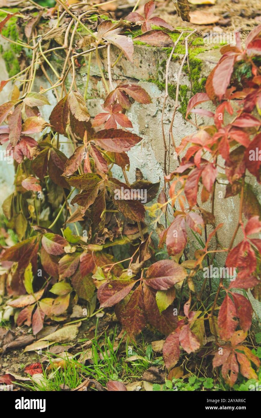 Détail des feuilles d'automne de plus en plus d'un mur Banque D'Images