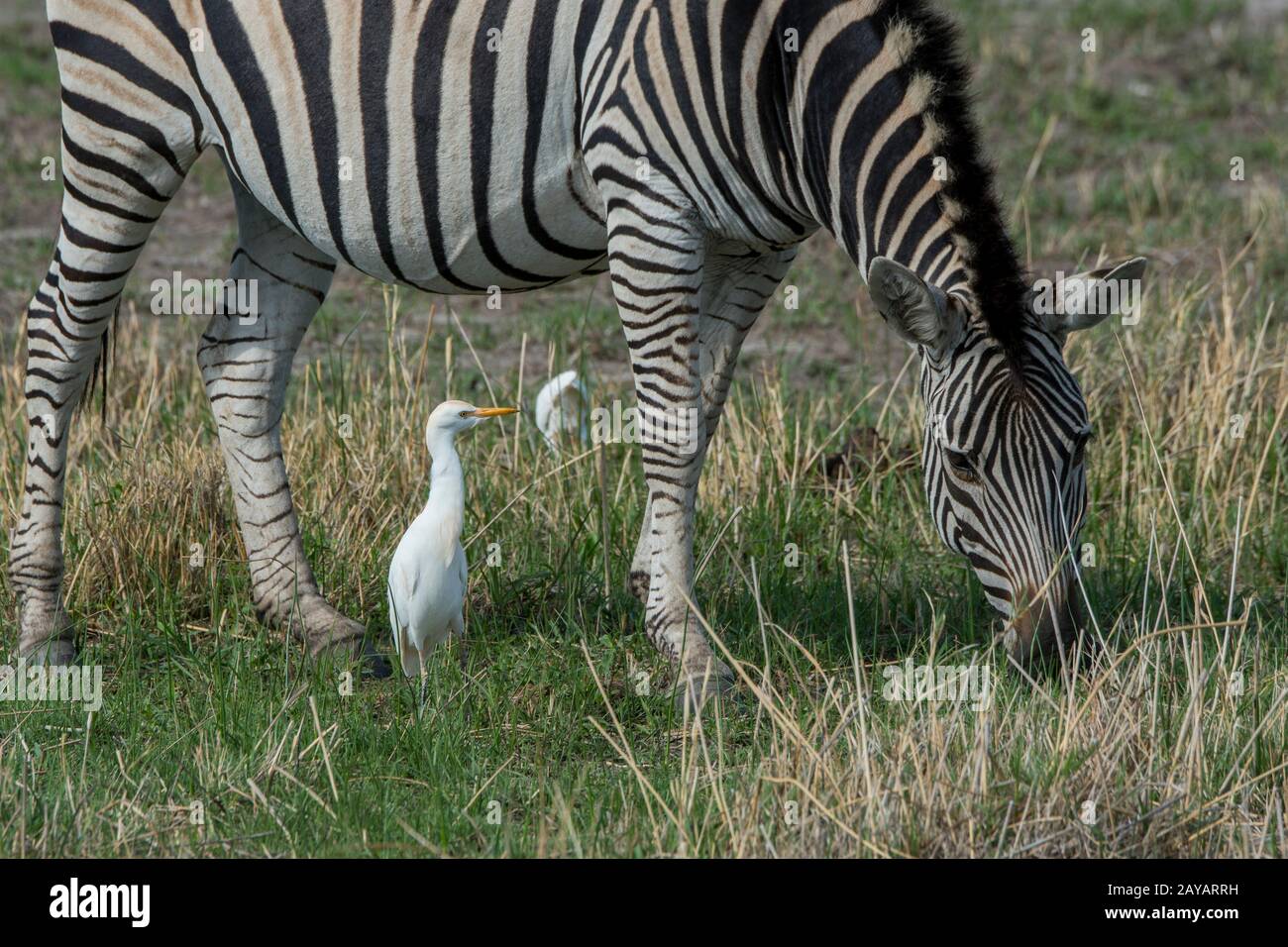 Un zèbre des plaines (Equus quagga, anciennement Equus burchellii) paît sur les plaines inondées, entouré d'aigrettes de bovins (Bubulcus ibis) à la recherche d'insectes Banque D'Images