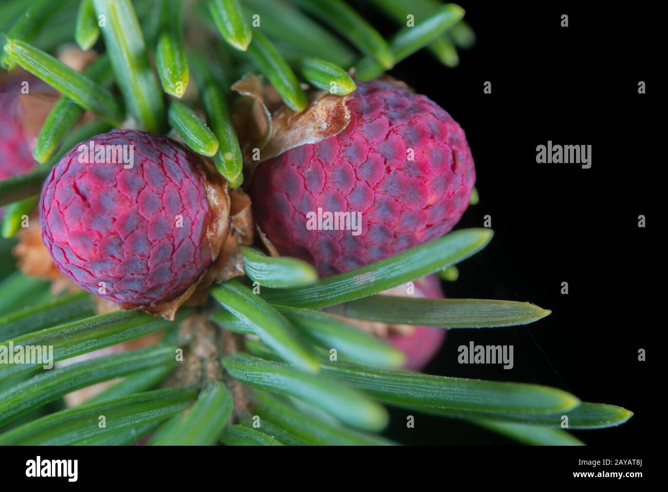 Jeunes fleurs mâles sur une épinette européenne Banque D'Images