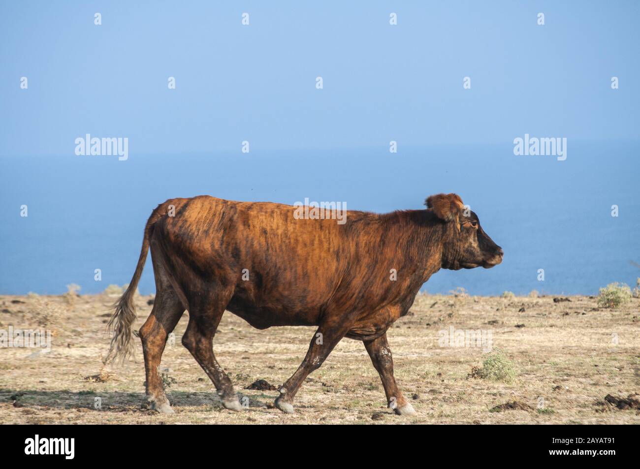 Vache brune sur champ désertique et mer bleue et le fond de ciel en journée ensoleillée Banque D'Images