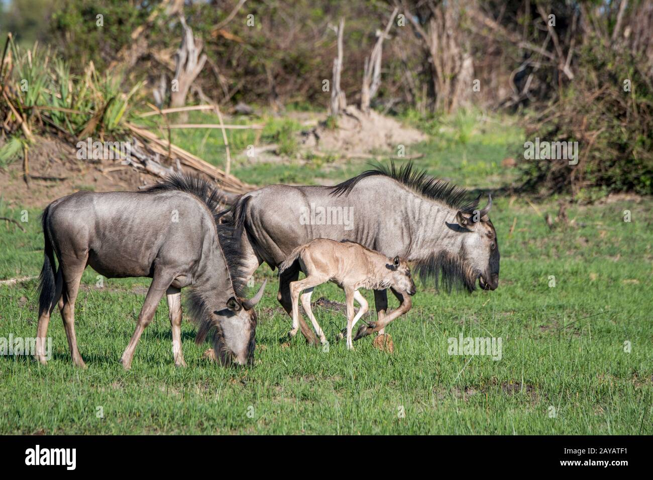Wildebeests avec un bébé nouvellement né sur les plaines inondées de la région des plaines de Gomoti, une concession de gestion communautaire, au bord du système de la rivière Gomoti ainsi Banque D'Images
