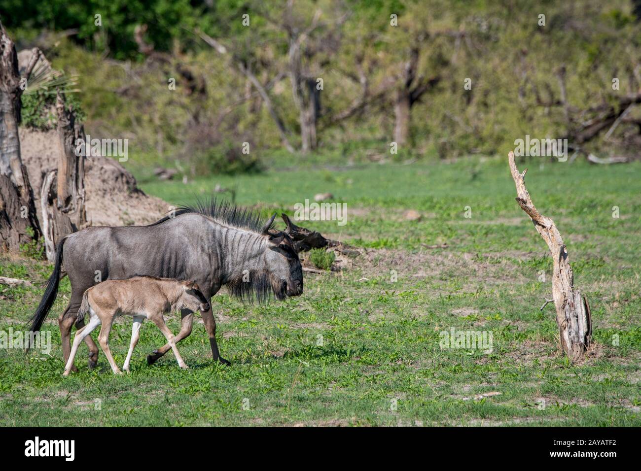 Une mère Wildebeest avec un bébé nouvellement né sur les plaines inondées de la région des plaines de Gomoti, une concession de gestion communautaire, au bord de la rivière Gomoti s Banque D'Images