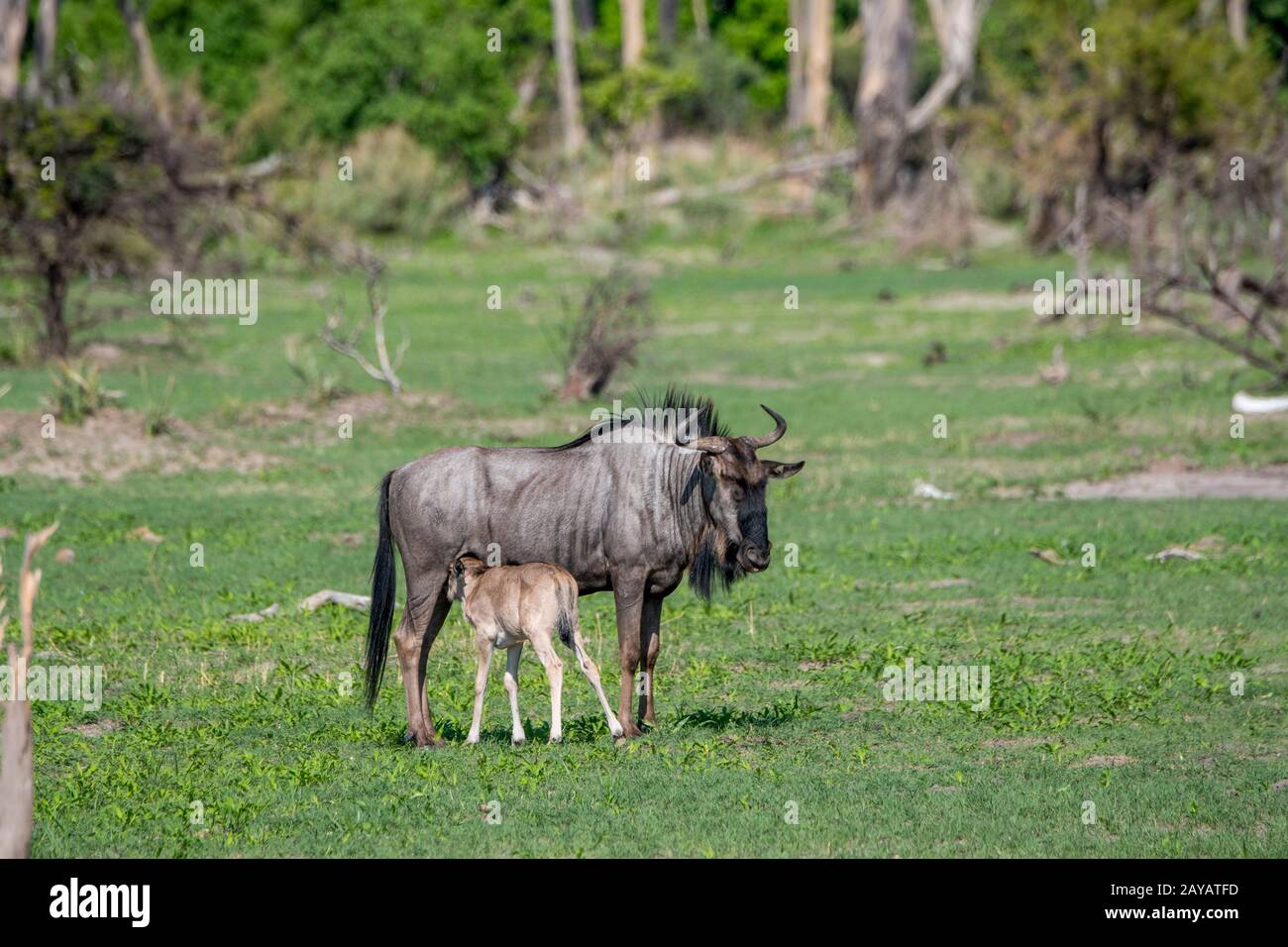 Une mère de Wildebeest allaite un bébé nouvellement né dans les plaines inondées de la région des plaines de Gomoti, une concession de gestion communautaire, au bord du Gomoti r Banque D'Images