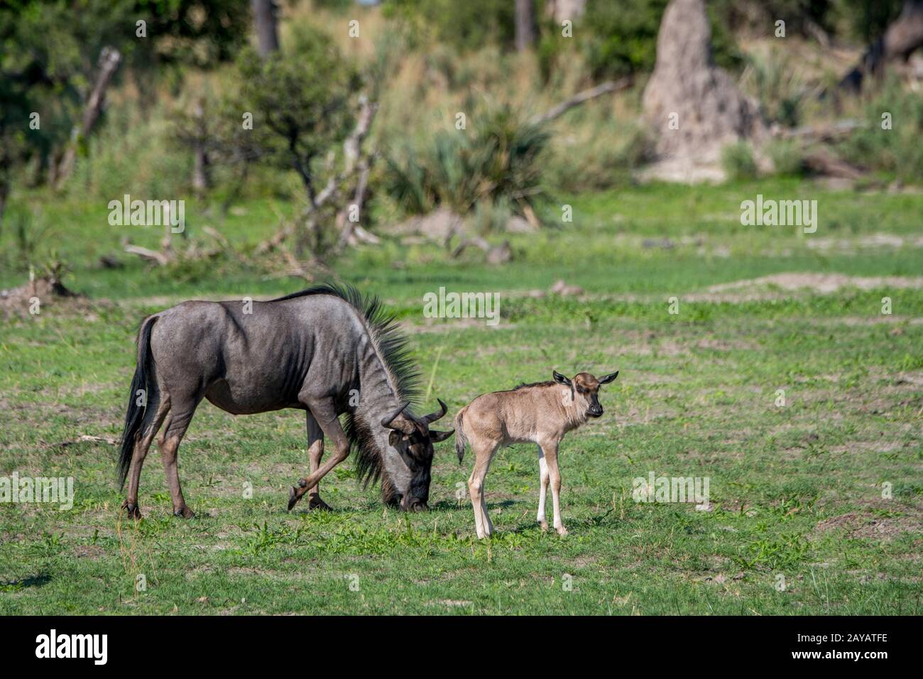 Une mère Wildebeest avec un bébé nouvellement né sur les plaines inondées de la région des plaines de Gomoti, une concession de gestion communautaire, au bord de la rivière Gomoti s Banque D'Images