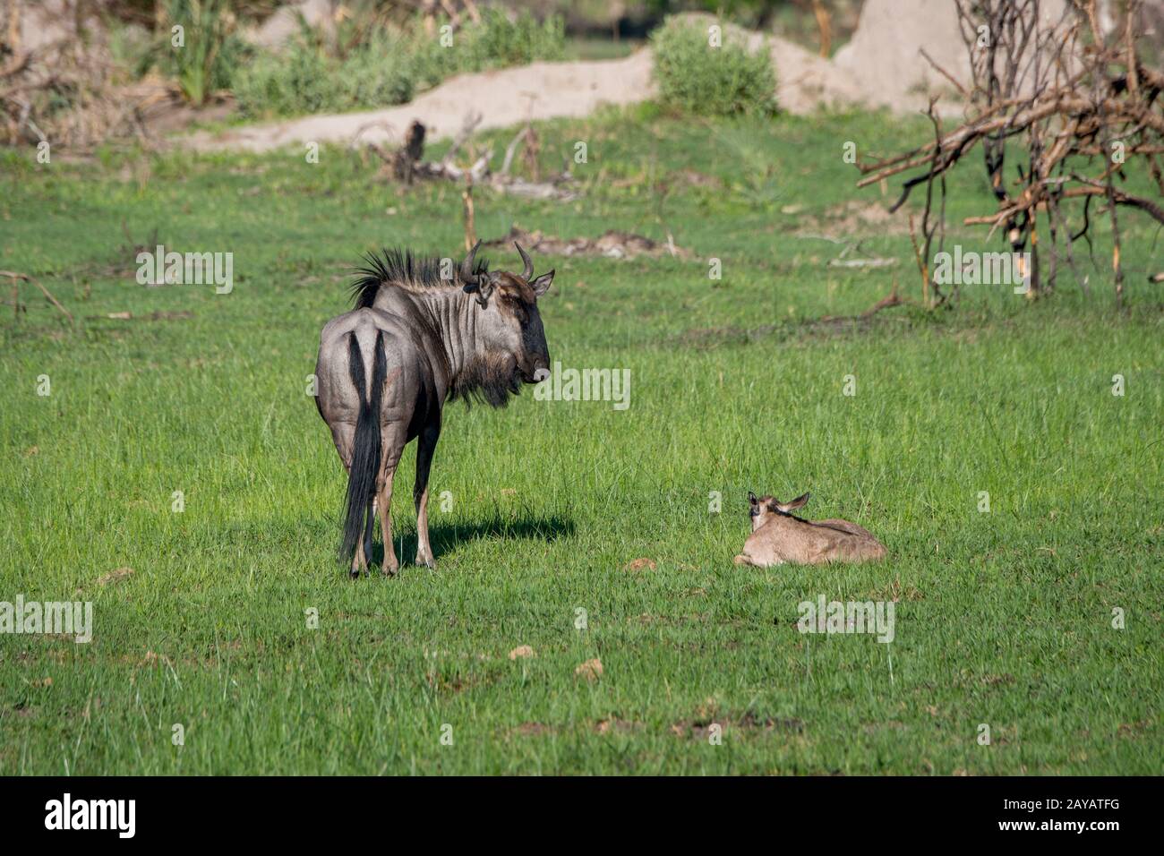 Une mère Wildebeest avec un bébé nouvellement né sur les plaines inondées de la région des plaines de Gomoti, une concession de gestion communautaire, au bord de la rivière Gomoti s Banque D'Images