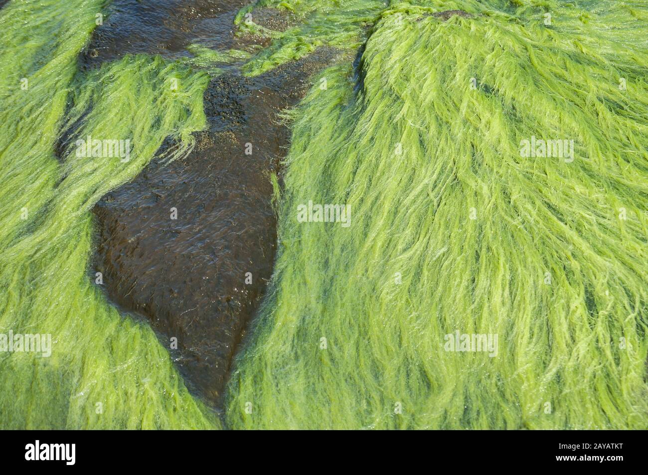 Les roches de la mer envahie par les algues vertes en gros plan journée ensoleillée Banque D'Images