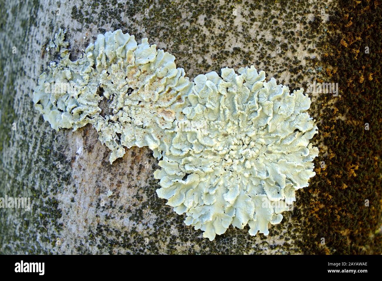 Lichen, Lichen vert commun Banque D'Images