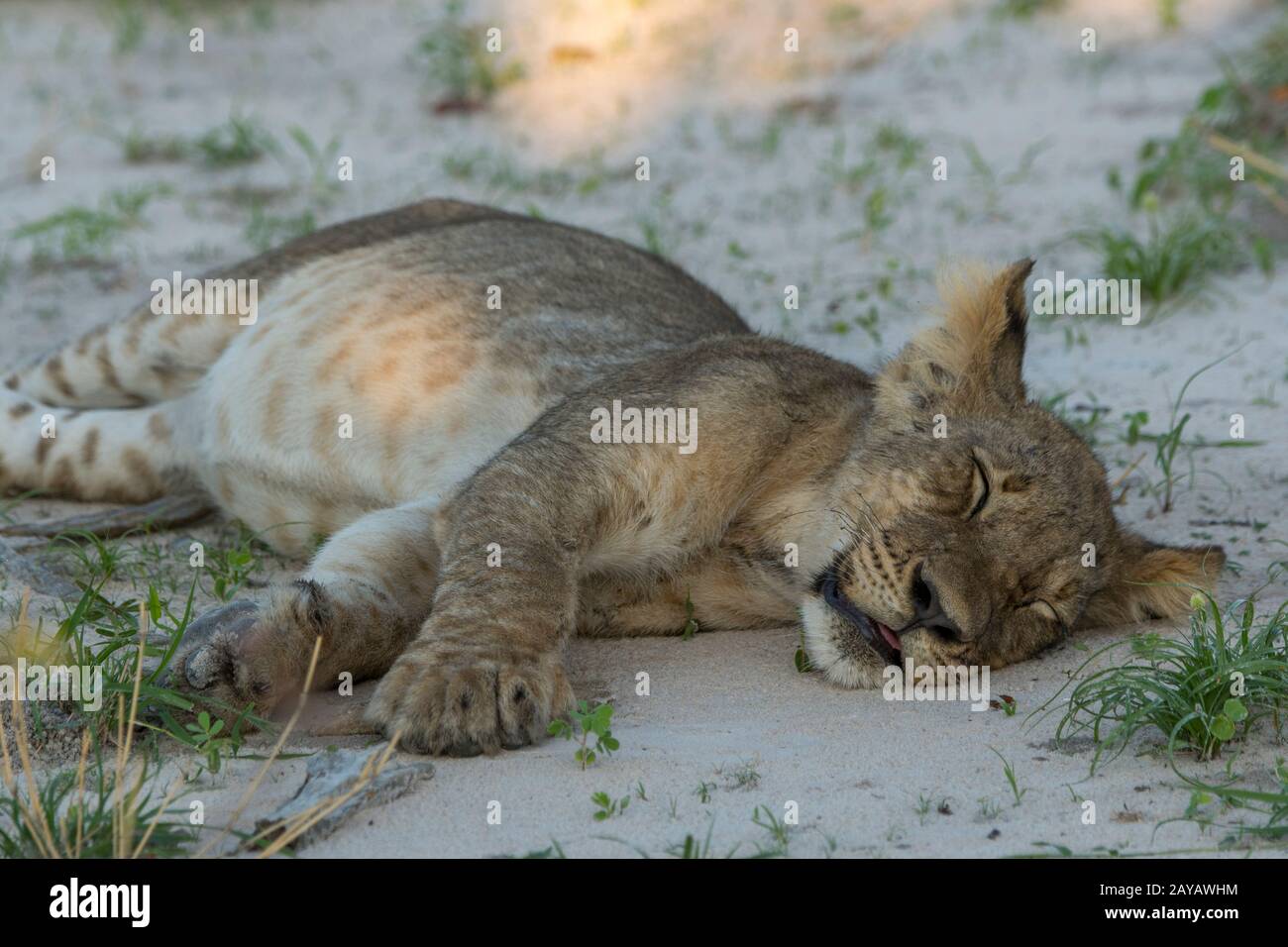 Après avoir allaité à un warthog, un lion d'environ 6 mois cub (Panthera leo) est posé sur le sol avec un ventre plein reposant dans la région des plaines de Gomoti, A. Banque D'Images