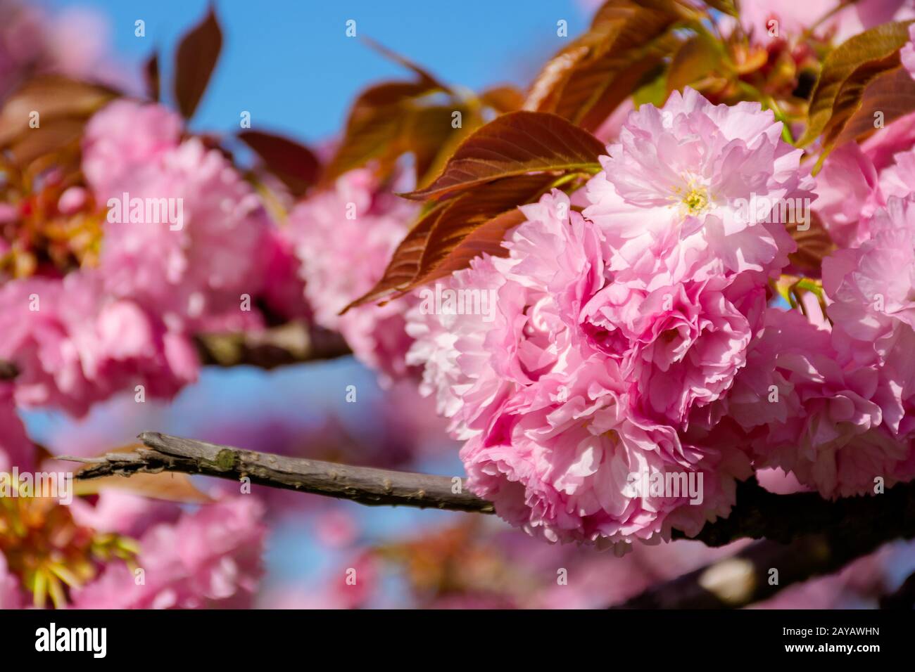 Fleur de cerisier rose close up. Le printemps a jailli. belle nature background Banque D'Images