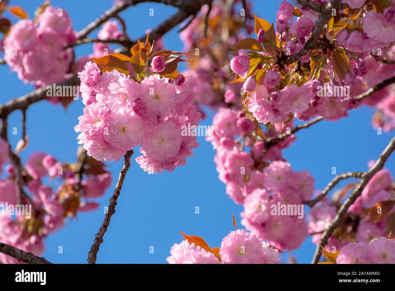 Fleur de cerisier sur fond de ciel bleu les merveilleux paysages de la nature au printemps. Banque D'Images