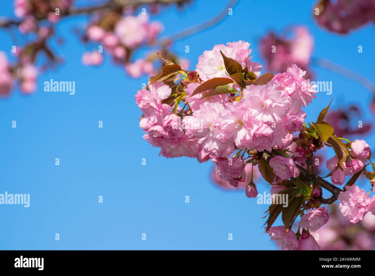 Fleur de cerisier rose close up. Le printemps a jailli. belle nature background Banque D'Images