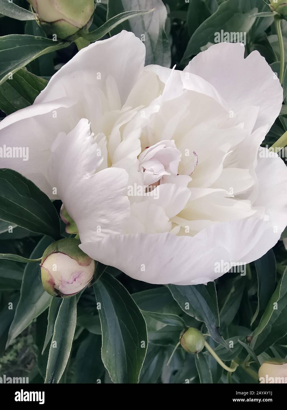 Belle fleur de pivoine blanche entre les feuilles vertes Banque D'Images