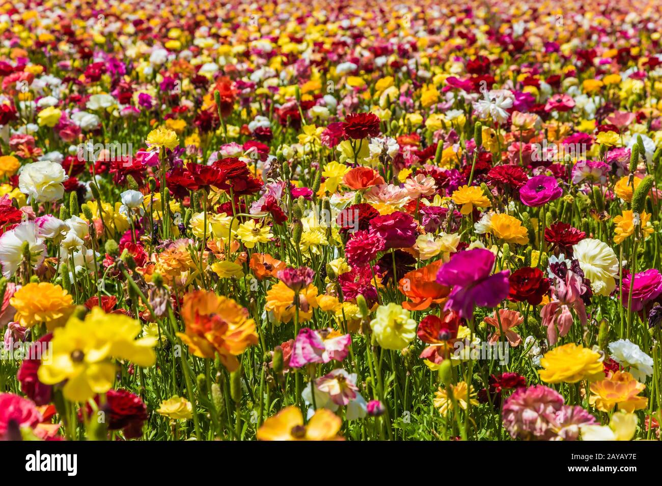 Buttercups de jardin - ranunculus Banque D'Images