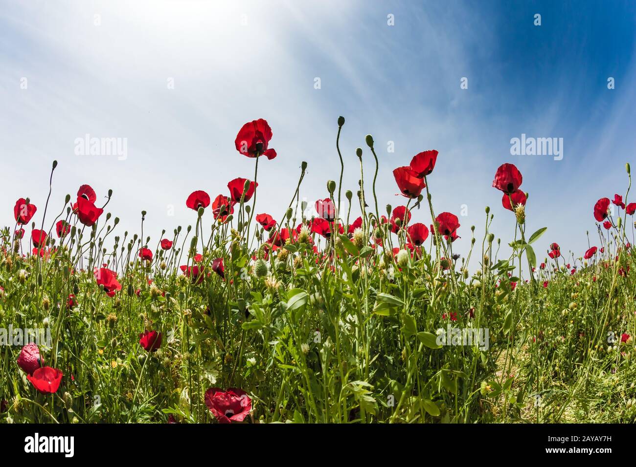 Un soleil de printemps frais Banque D'Images