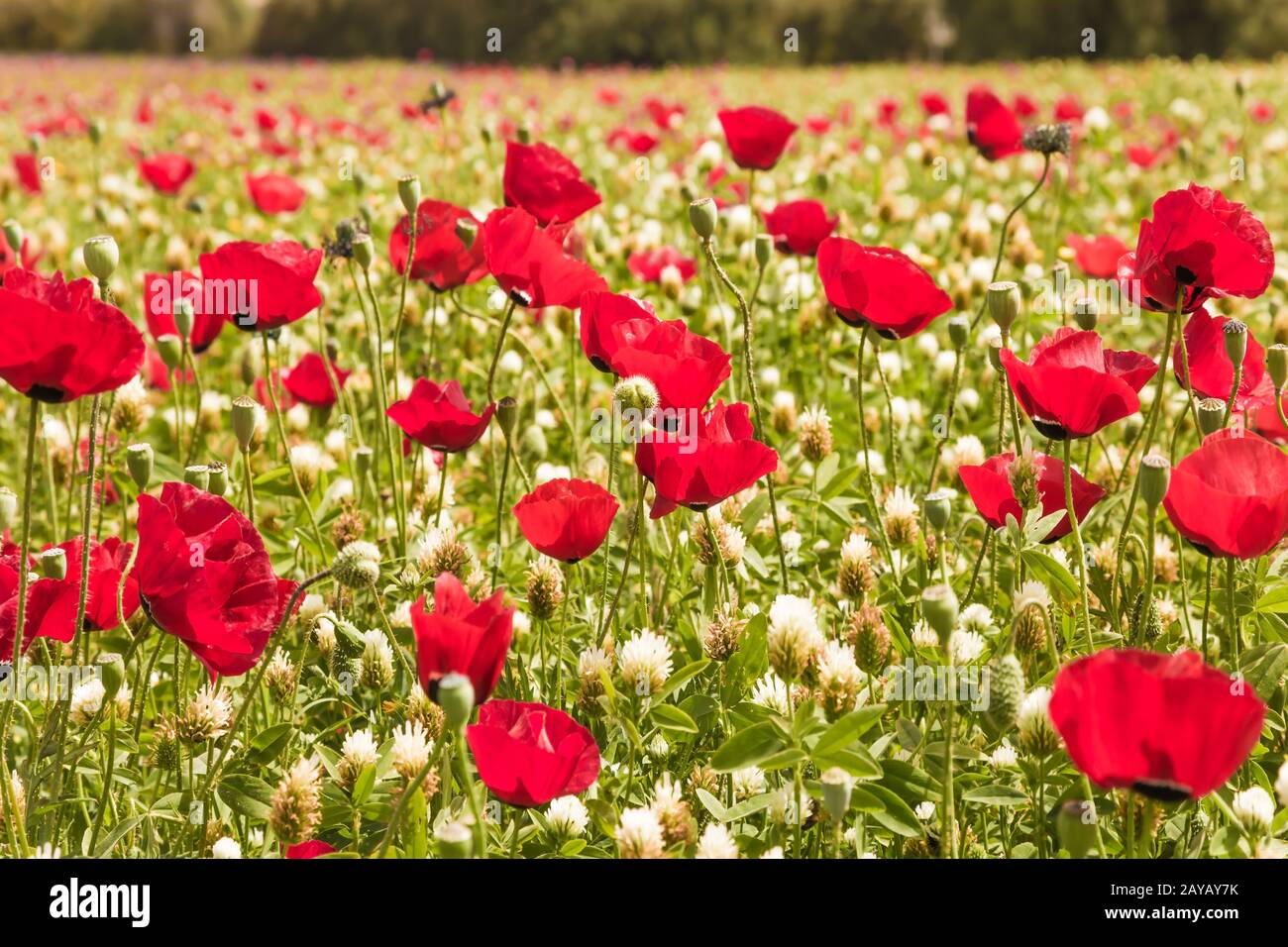 Début du printemps en Israël Banque D'Images