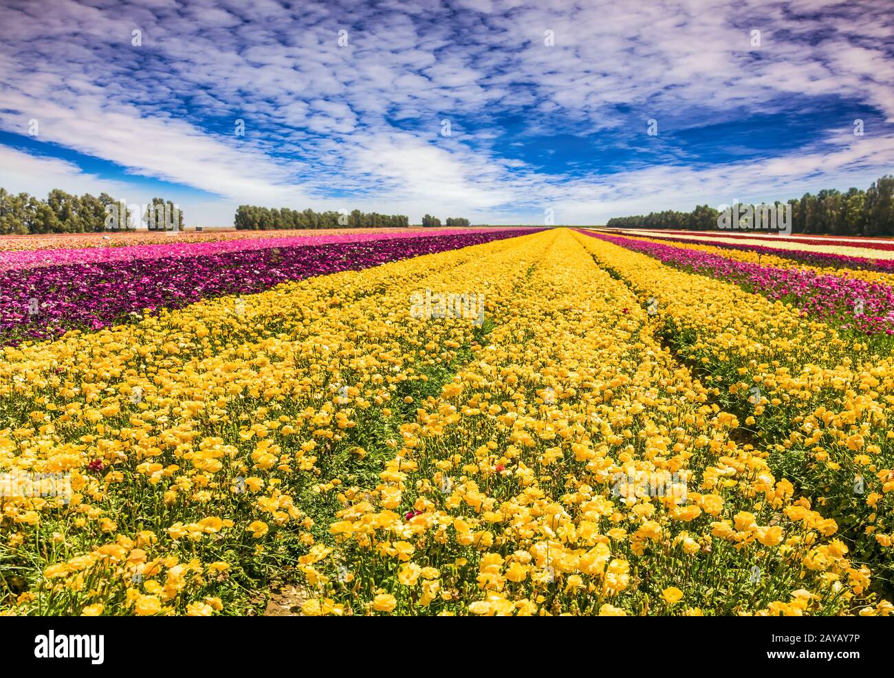 Les buttercups du jardin du printemps Banque D'Images