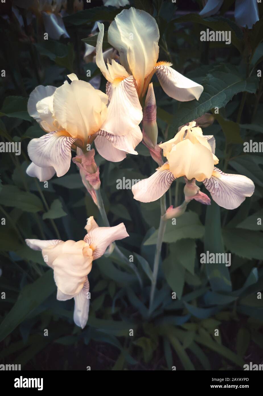 Dans le jardin en fleurs, les iris jaune pâle. Banque D'Images