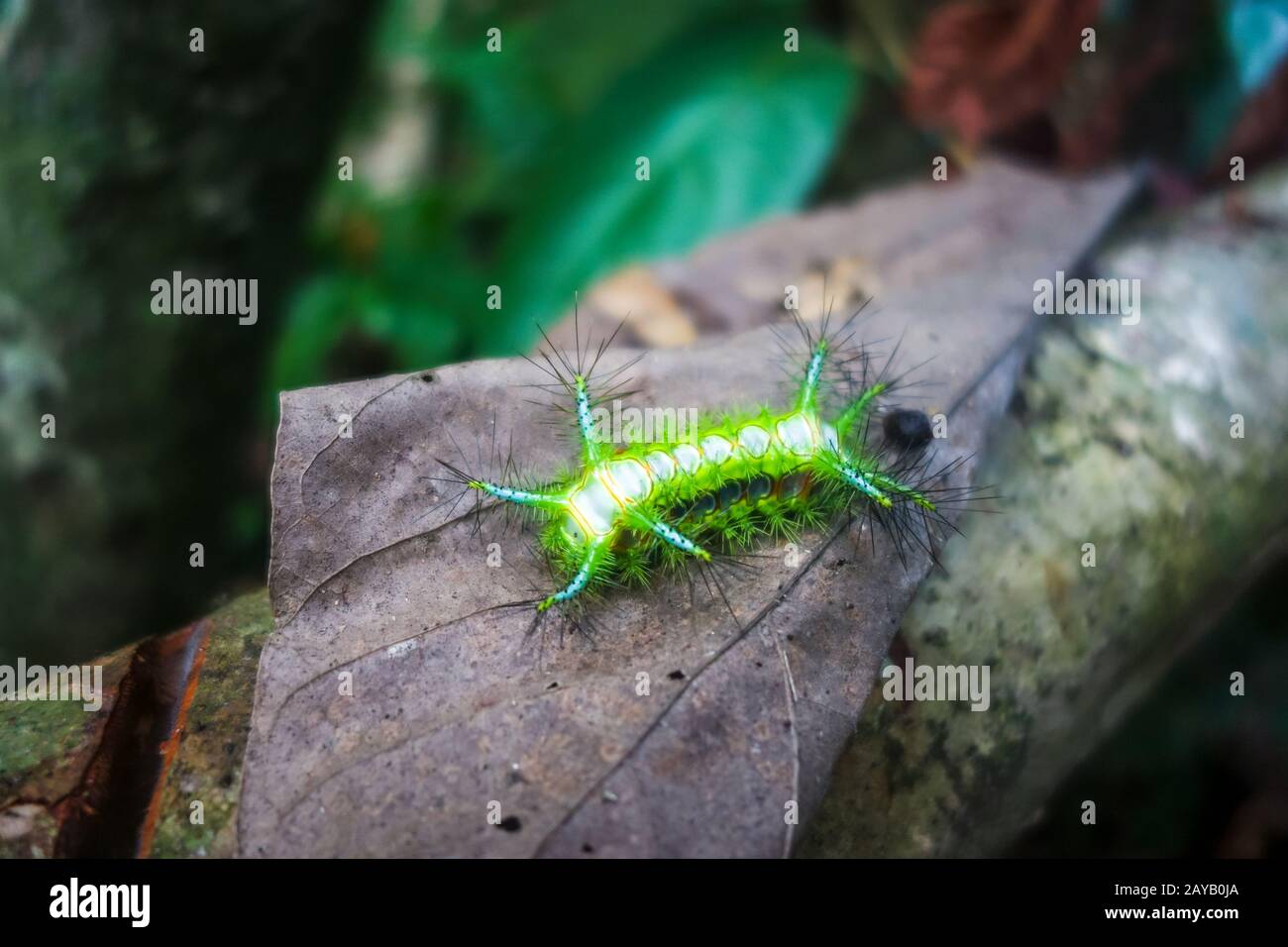 Picotement de la chenille, parc national de Taman Negara, Malaisie Banque D'Images