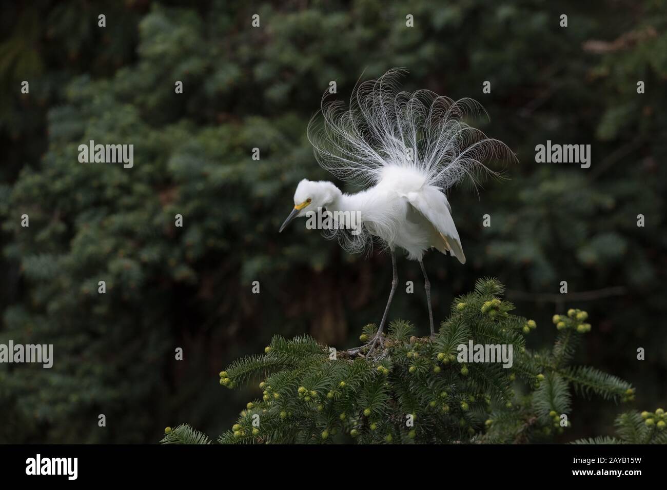 grand héron blanc montrant le plumage de reproduction Banque D'Images