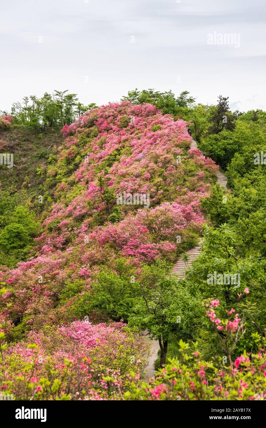 azalea fleurit sur une crête Banque D'Images