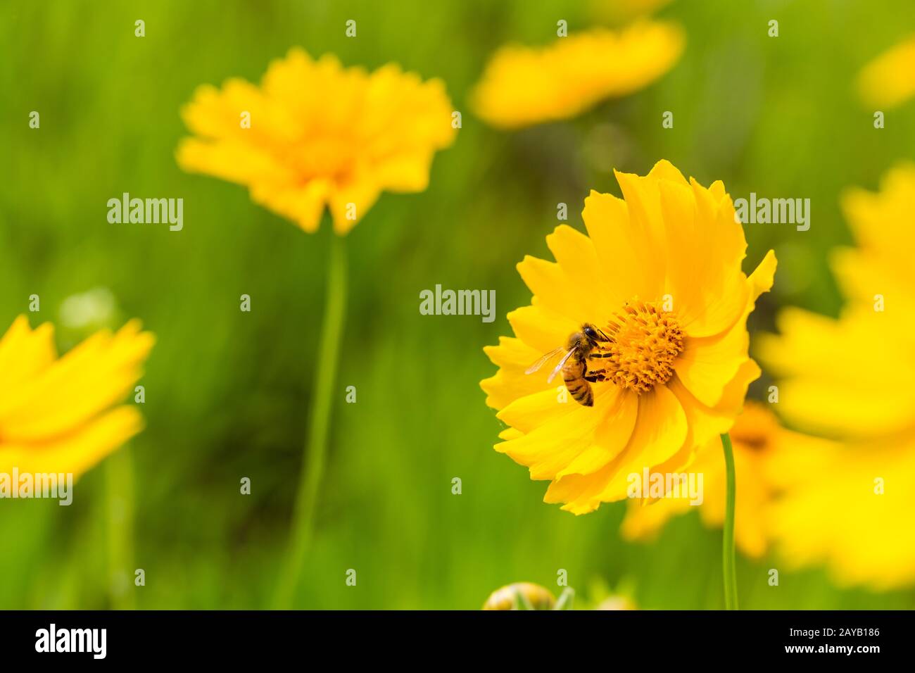 l'abeille se ferme sur la fleur en fleurs Banque D'Images