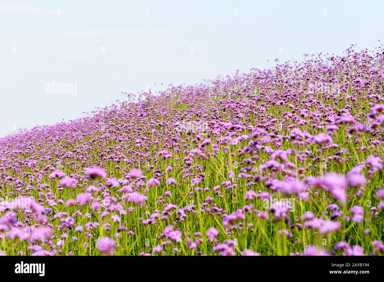 beau champ de fleur violette Banque D'Images