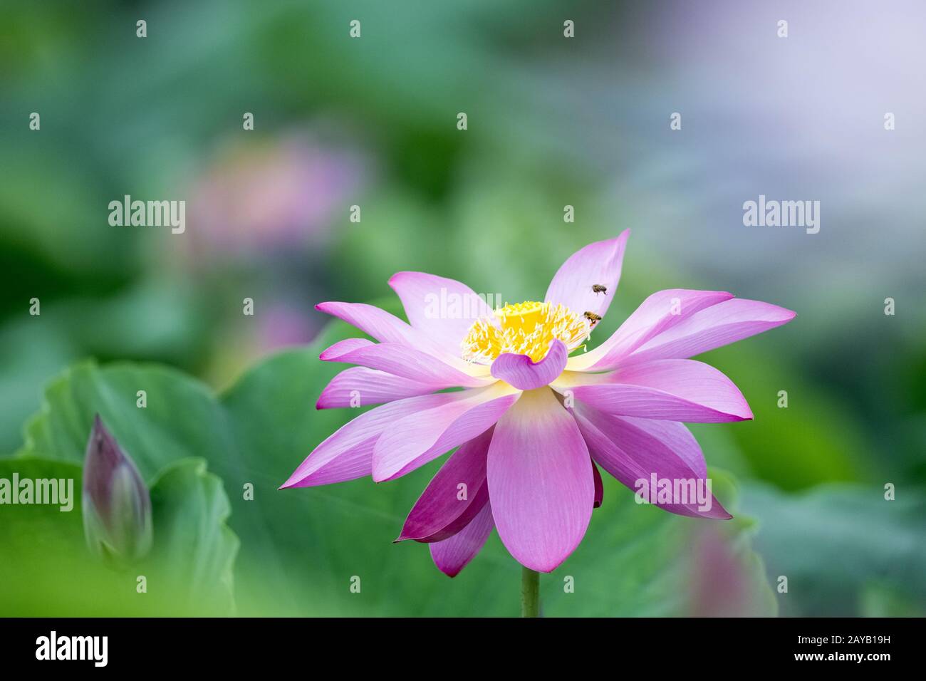 fermeture florissante de fleurs de lotus Banque D'Images