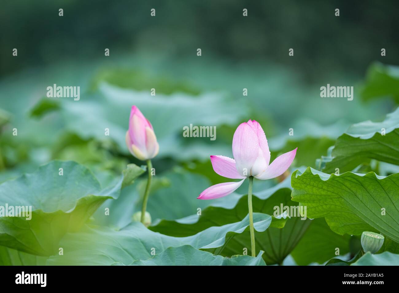 paysage de l'étang de lotus après la pluie Banque D'Images