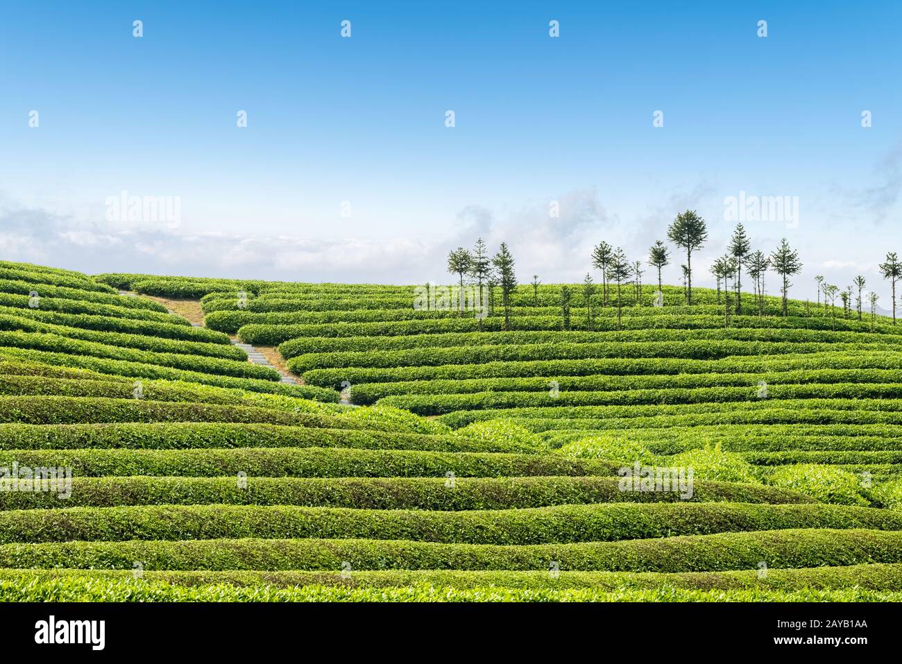 Beau paysage de plantation de thé Banque D'Images