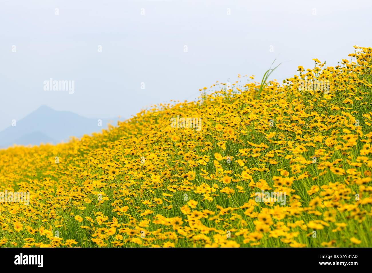 fleurs de coreopsis jaune fleuries Banque D'Images