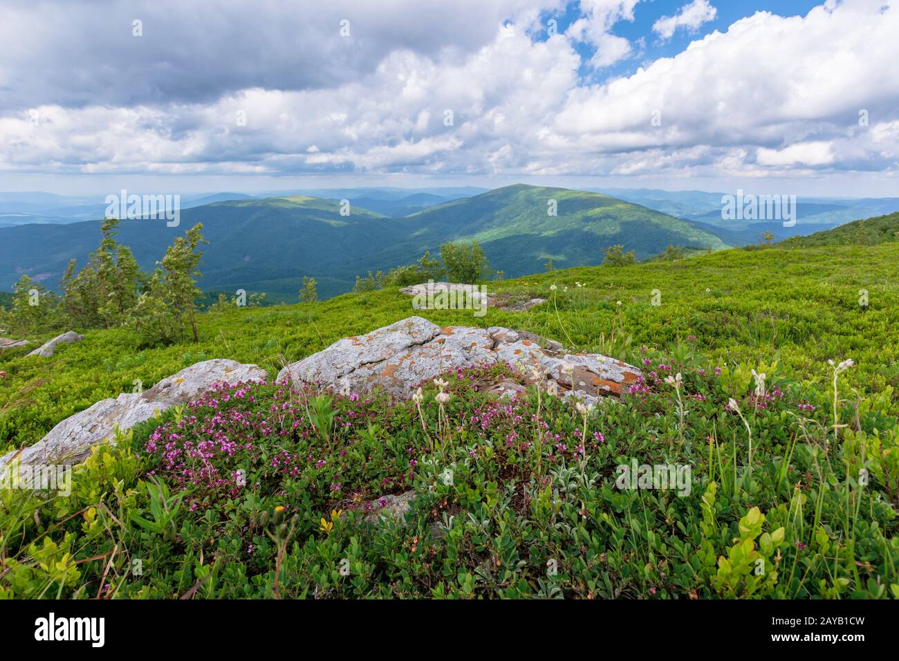 Plantes et fleurs sauvages sur la colline. belle nature paysages de prairies herbeuses alpine dans les Carpates. En été, avec ciel nuageux Banque D'Images