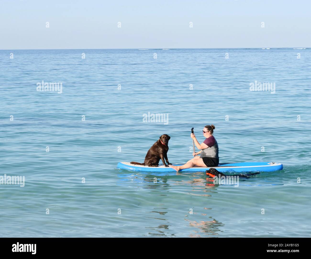 Femme vue avec chien à bord d'un surf à Whitford Dog Beach, Perth Australie. Banque D'Images