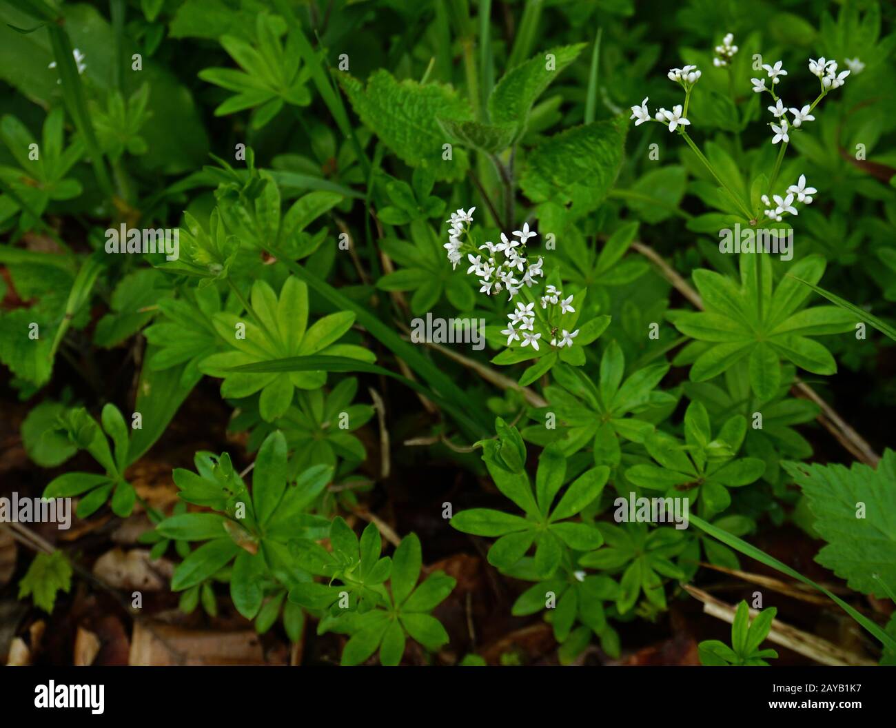 woodruff, souffle de bébé sauvage, maître des bois, Banque D'Images