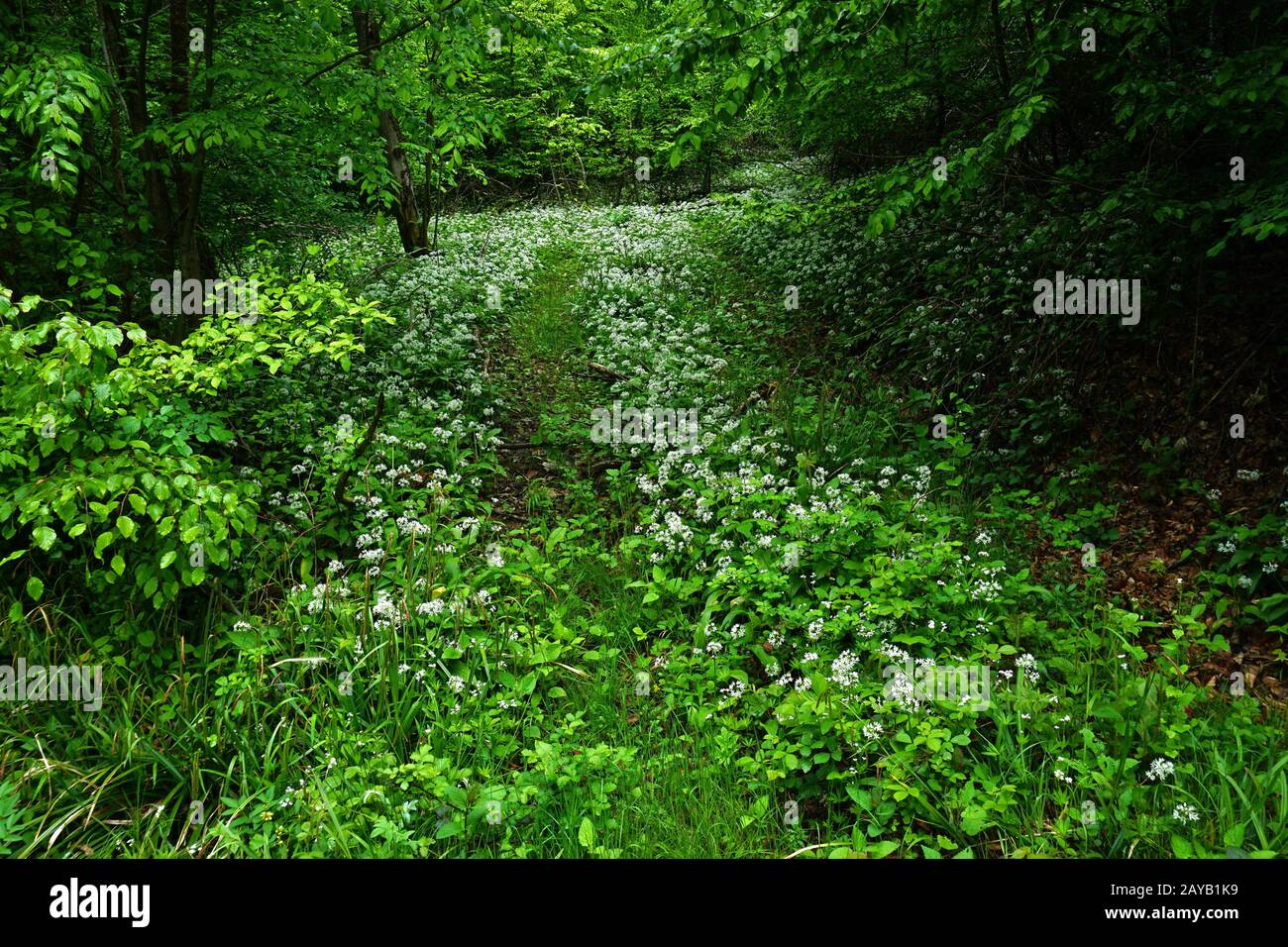 ramson; buckrams; poireaux d'ours; ail d'ours; ail sauvage; ail de bois; Banque D'Images