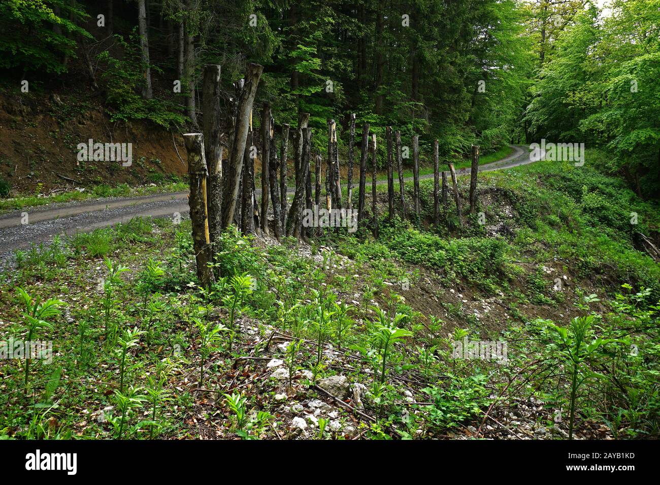 protection contre les glissements de terrain sur un chemin forestier Banque D'Images