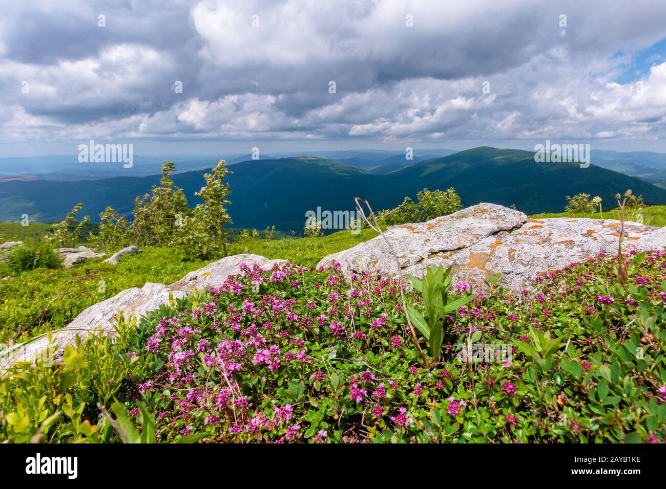 Herbes sauvages en fleurs sur la colline herbeuse. belle nature paysage de pâturages alpins en Carpates. En été, avec des nuages sur le ciel bleu Banque D'Images