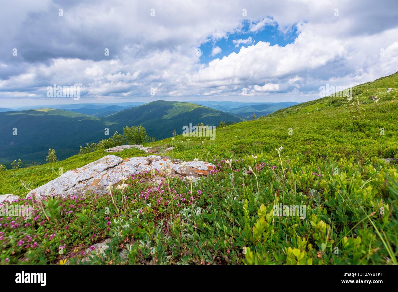 Herbes sauvages en fleurs sur la colline herbeuse. belle nature paysage de pâturages alpins en Carpates. En été, avec des nuages sur le ciel bleu Banque D'Images