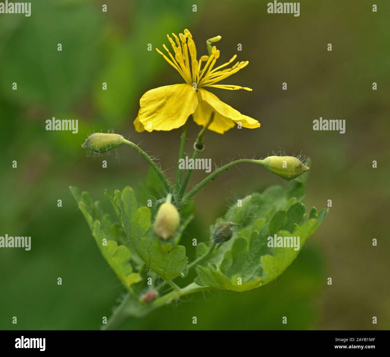 tétermoût, plus grande celandine, celandine, nipplewort, swallowwort, Banque D'Images