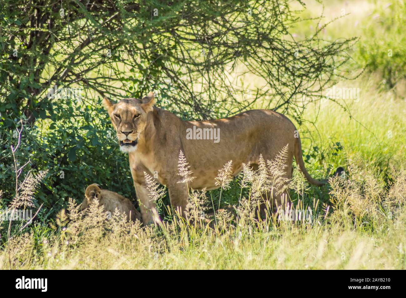 Lionne sous un arbre dans la savane du Parc de Samburu dans le centre du Kenya en Afrique de l'Est Banque D'Images