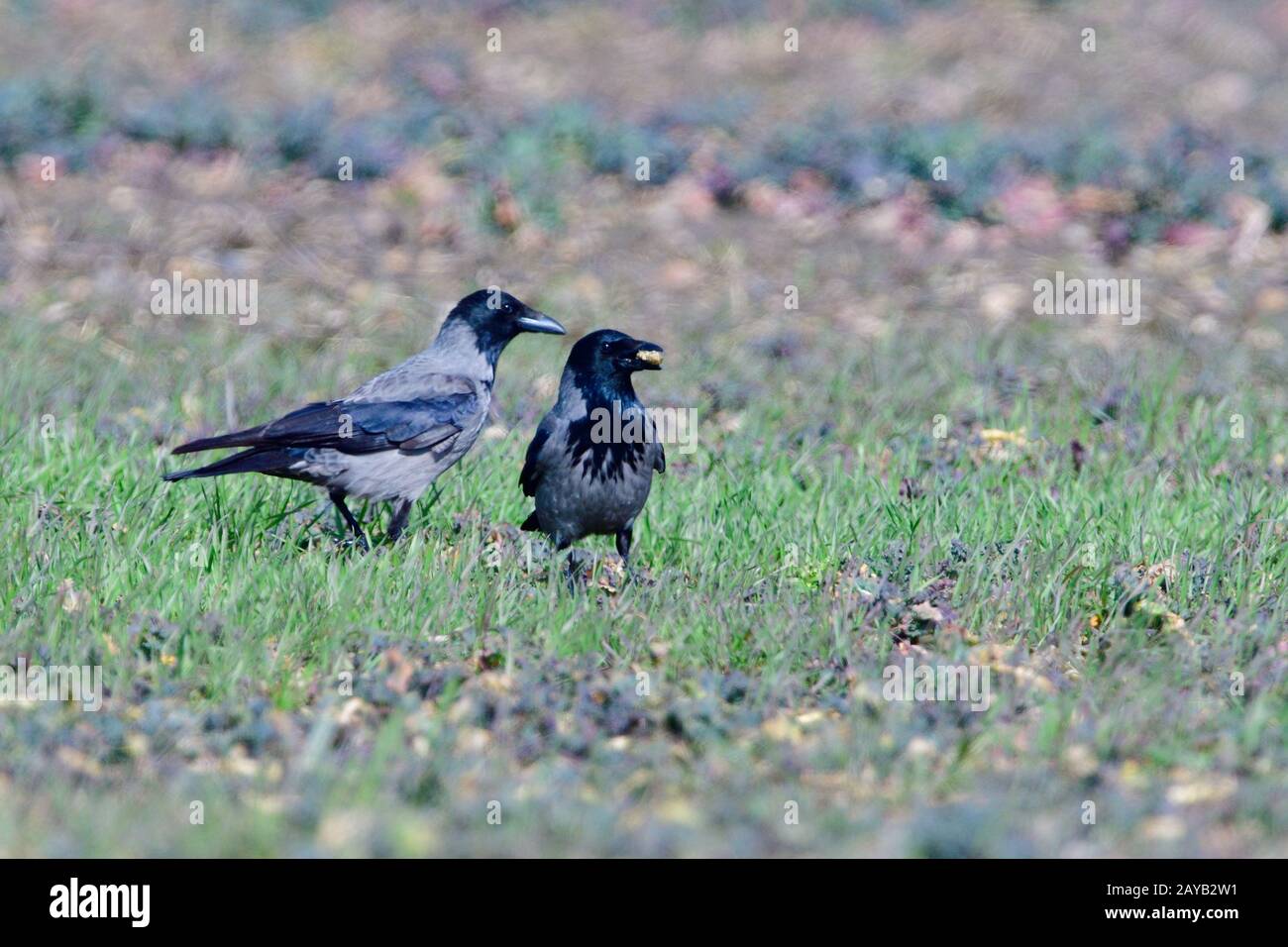 corneille de brouillard Banque D'Images