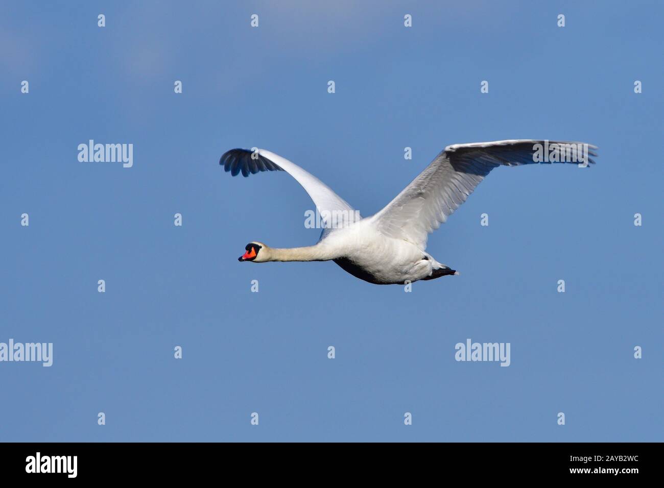 Hoeckerschwan Banque D'Images