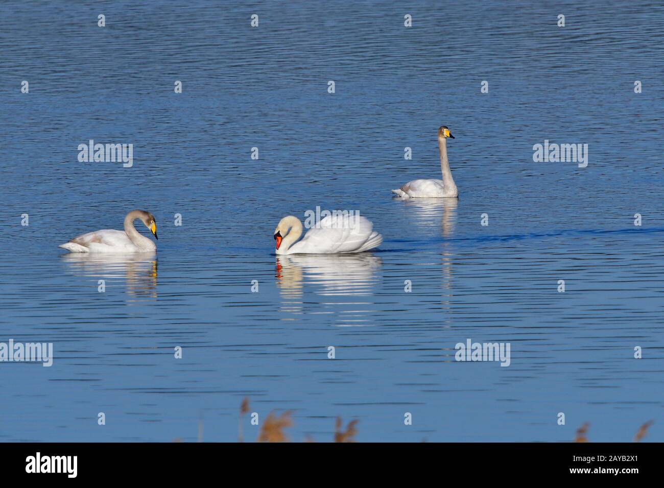 Whooper Swan et Hoeckerschwan Banque D'Images
