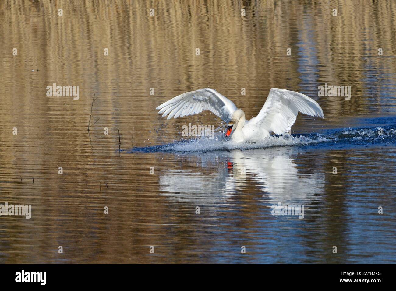Hoeckerschwan Banque D'Images