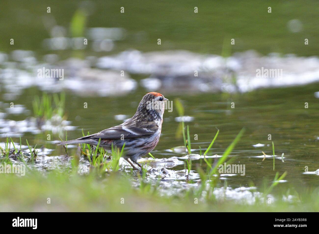 Red-legged Tarin Banque D'Images